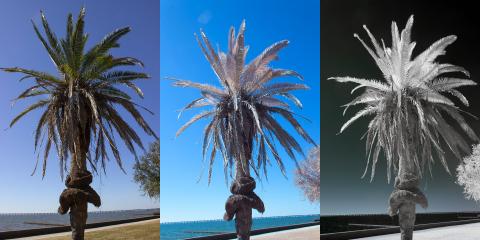 A comparison of three images - standard color, full spectrum, and 720nm infrared (L-R)